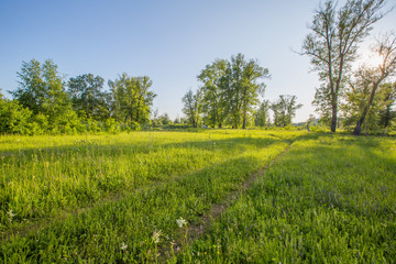 country road in a meadow in the evening in the rays of a sunset