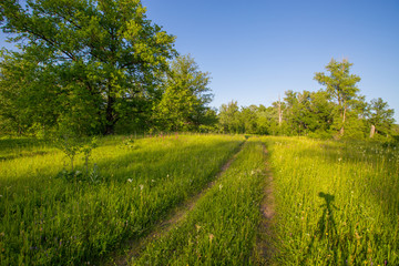 Obraz premium country road in a meadow in the evening in the rays of a sunset