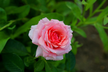 beautiful orange rose on a background of green leaves