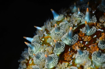 macro stella marina tentacolo