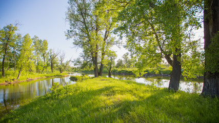 lake and its shores with bushes and trees in the afternoon on a sunny day