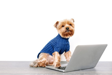Portrait of a Yorkshire Terrier dog iworking on laptop at home on white backgraund
