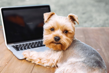 Portrait of a Yorkshire Terrier dog in front of a laptop outdoor on a meadow..