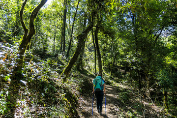 A girl with a big blue backpack hikes through a dense forest, along a pathway on Annapurna Circuit Trek in Himalayas, Nepal. Most of the trees are overgrown with moss. Diversity of the plants