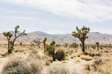 Desert Landscape