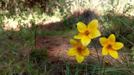 Tarde en el bosque con flor amarilla (In the camp, yellow flower)