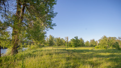 Obraz premium country road in a meadow in the evening in the rays of a sunset