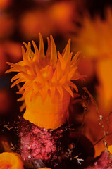 corallo © giorgiocavallaro