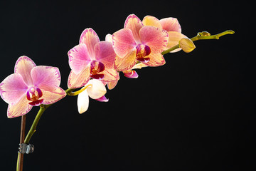 Naklejka na ściany i meble Still life with beautiful orchid flowers on black background close up