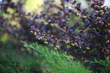 abstract blurry wallpaper with barberry branch with flower buds sharpness only in some places in flowers