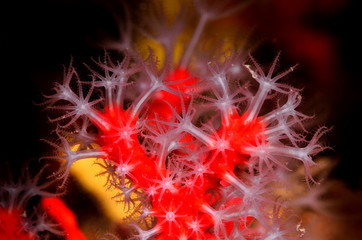 corallo rosso © giorgiocavallaro