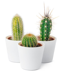 different types of cactus isolated on white background, close up