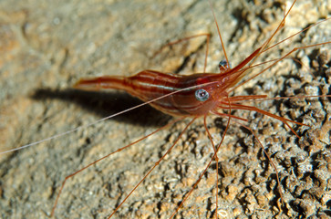 gamberetto