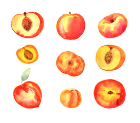 Clip art set with red, yellow peaches, apricots, nectarines. Set with isolated elements on white background hand drawn in watercolor.