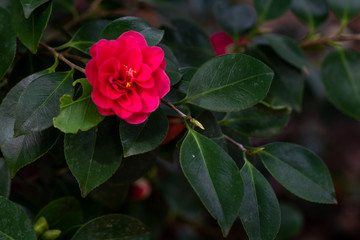 A flower of red camellia japonica Covina