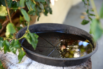 plastic bowl abandoned in a vase with stagnant water inside. close up view. mosquitoes in potential breeding ground.proliferation of aedes aegypti mosquitoes, dengue, chikungunya, zika virus