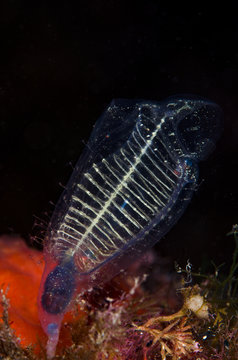 ascidia