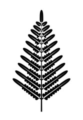 Fototapeta na wymiar fern leaf