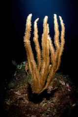 corallo gorgonia © giorgiocavallaro