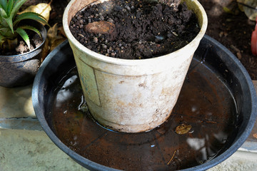 plastic bowl abandoned in a vase with stagnant water inside. close up view. mosquitoes in potential breeding ground.proliferation of aedes aegypti mosquitoes, dengue, chikungunya, zika virus