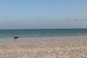 Fototapeta na wymiar perro en la playa