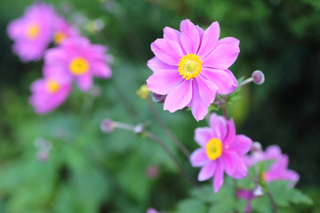 Flowers and plants in the garden © moniadk