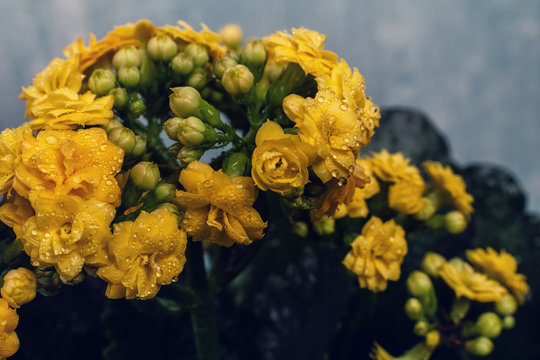 Kalanhoe flower with drops on isolated background. Macro shoot