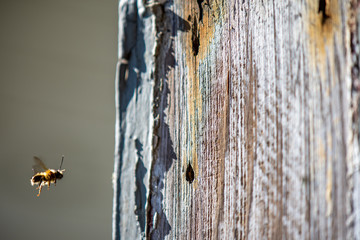Mason Bee in Flight Investigating a Nail Hole in Weathered Wood