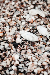 Beach sea shells seaside bird