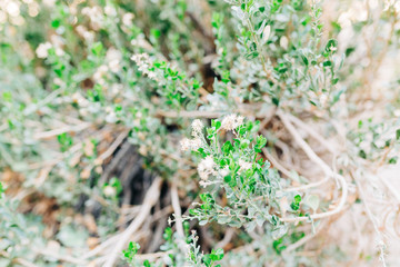 Desert Landscape with Succulents