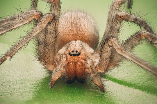 Very detailed view of spider Tegenaria domestica.
Front view