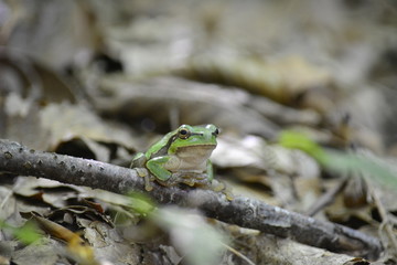 frog