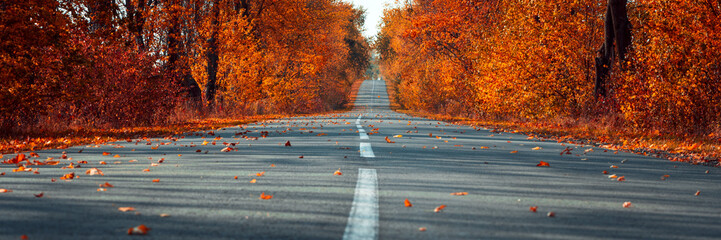 Banner 3:1. Empty asphalt road in autumn fall forest. Autumnal background... Selective focus