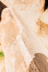 Desert Landscape with Succulents