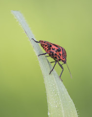 Graphosoma lineatum beautiful red stink bug with black lines, very common on different plants...