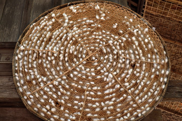 cocoons of silkworm growing in bamboo trays. silkworm is a source of silk thread and silk fabric.	