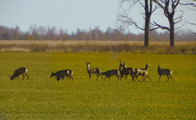 Some does rest and look for food in the meadow
