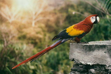 bird ara papagei Scarlet macaw Ara ambiguus © Culipix