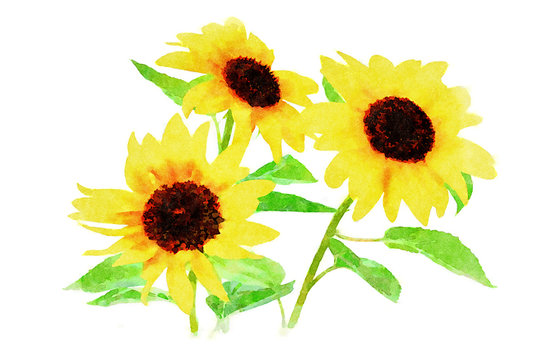 Digital art painting canvas - beautiful yellow sunflowers isolated on a white background (watercolor effect