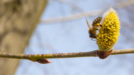 bee collects pollen from forest willow