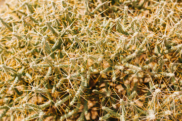 Desert Landscape with Succulents