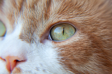 Red beautiful cat. Close up of face.