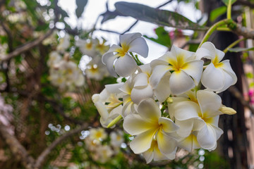 Plumeria tropical spa flower on plumeria tree