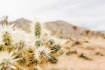 Desert Landscape with Succulents