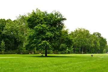 Firenze, Le Cascine park. A nice tree stands alone in a wide green  meadow