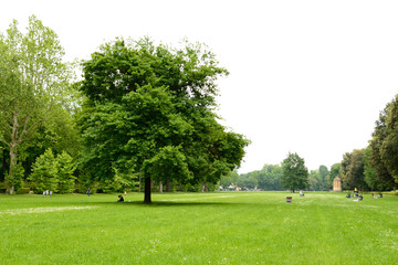 Firenze, Le Cascine park. A nice tree stands alone in a wide green  meadow