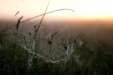 spider web with drops of water at dawn in the summer
