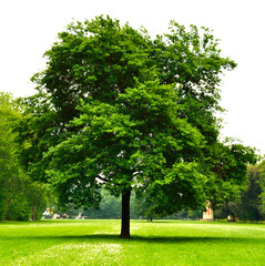 Fototapeta na wymiar Firenze, Le Cascine park. A nice tree stands alone in a wide green meadow