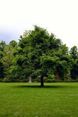 Firenze, Le Cascine park. A nice tree stands alone in a wide green  meadow