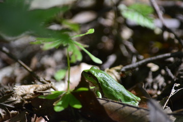 frog